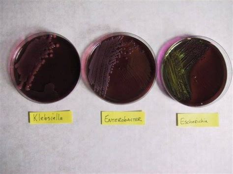 enterobacter aerogenes catalase test|Escherichia, Klebsiella, Enterobacter, Serratia, .